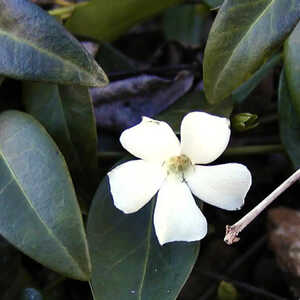 VINCA major 'Alba'