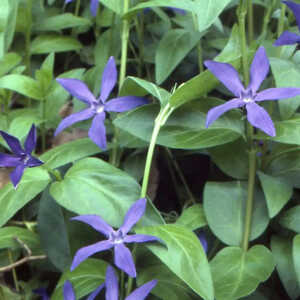 VINCA major ssp. hirsuta