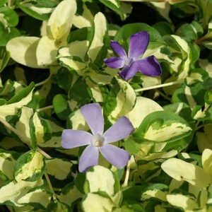 VINCA major 'Wojo's Jem'