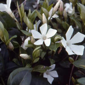 VINCA minor 'Alba'