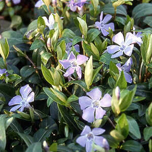 VINCA minor 'Crundbatting'