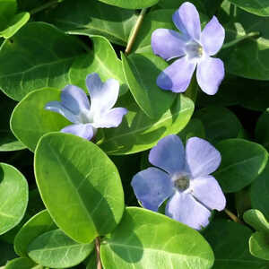 VINCA minor 'Grüner Teppich'