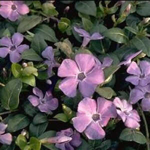 VINCA minor 'La Grave' ('Bowles Variety')