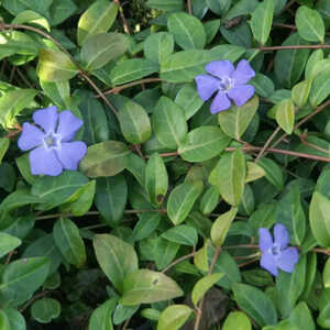 VINCA minor