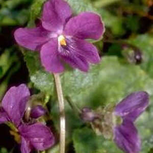 VIOLA 'Admiral Avellan'