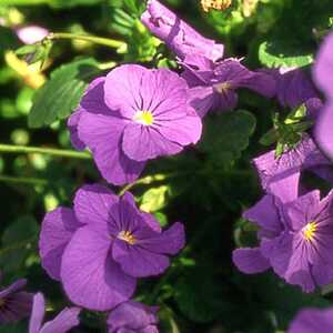 VIOLA 'Azurella'