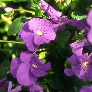 VIOLA 'Azurella'