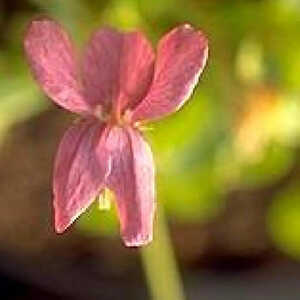 VIOLA 'Coeur d' Alsace'