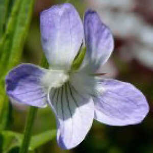 VIOLA elatior