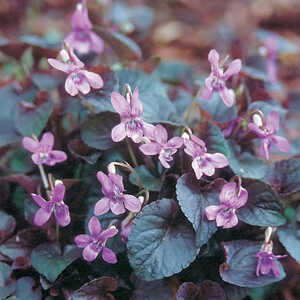 VIOLA labradorica