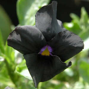 VIOLA 'Molly Sanderson' (Cornuta Group)