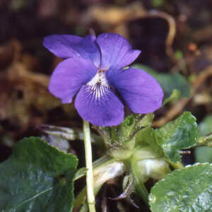 VIOLA 'Mrs Pinehurst'