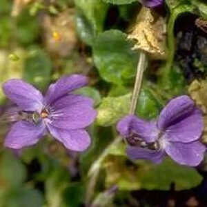 VIOLA 'Princesse de Galles'