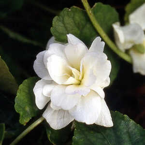 VIOLA 'Reine des Blanches'