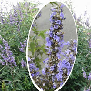 VITEX agnus-castus