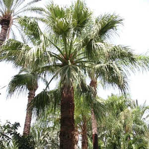 WASHINGTONIA filifera