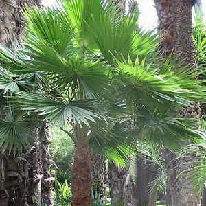 WASHINGTONIA robusta