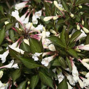 WEIGELA 'Black and White'