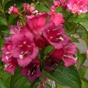 WEIGELA 'Bristol Ruby'