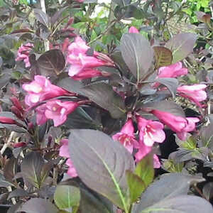 WEIGELA florida 'Foliis Purpureis'