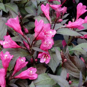 WEIGELA florida Minor Black (buisson)