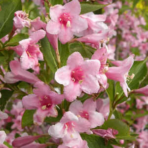 WEIGELA florida 'Pink Princess'