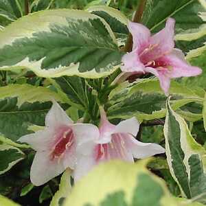 WEIGELA florida 'Variegata'