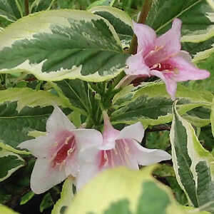 WEIGELA florida 'Variegata'