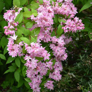 WEIGELA florida