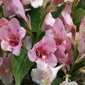 WEIGELA 'Gustave Malet'