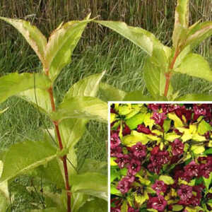 WEIGELA 'Loymansii Aurea'