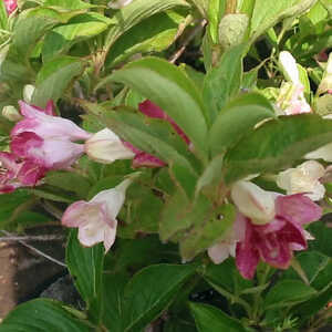 WEIGELA 'Marjorie'