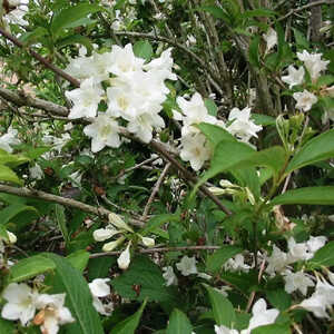 WEIGELA middendorffiana