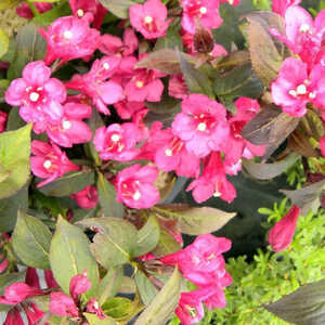 WEIGELA 'Overdam Mini'