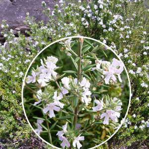 WESTRINGIA fructicosa