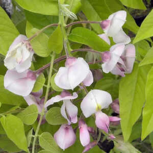 WISTERIA brachybotrys 'Showa-beni'