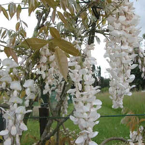 WISTERIA floribunda 'Alba'