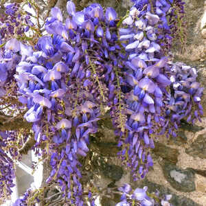 WISTERIA floribunda 'Black Dragon'