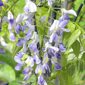 WISTERIA floribunda 'Issai'