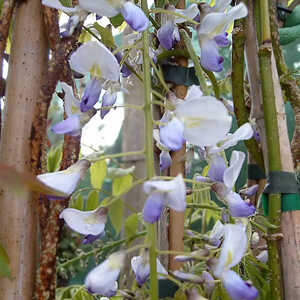 WISTERIA floribunda 'Macrobotrys'