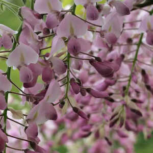 WISTERIA floribunda 'Honbeni' ('Rosea')