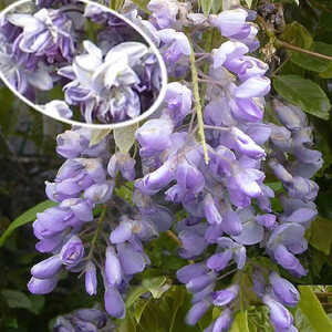 WISTERIA floribunda 'Violacea Plena'