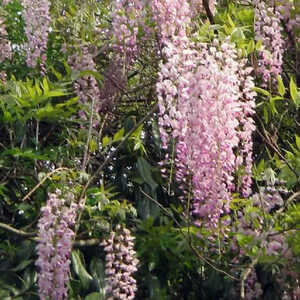 WISTERIA sinensis 'Rosea'