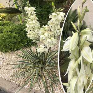 YUCCA filamentosa 'Bright Edge'