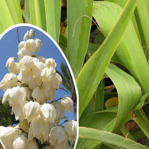 YUCCA filamentosa