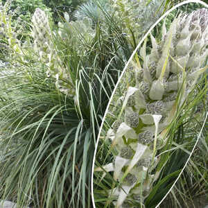 YUCCA rostrata