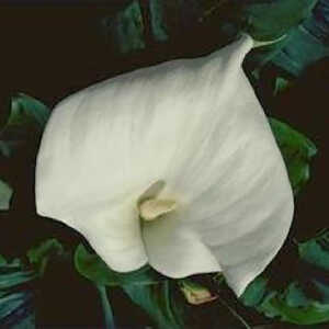 ZANTEDESCHIA aethiopica 'Crowborough'