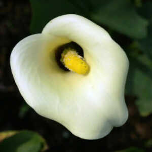 ZANTEDESCHIA 'Black Eyed Beauty'