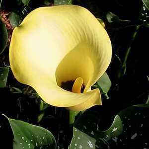 ZANTEDESCHIA 'Black Magic'