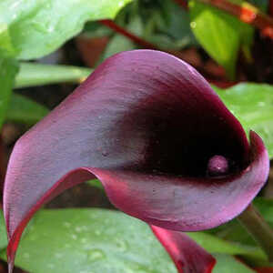 ZANTEDESCHIA 'Black Star'